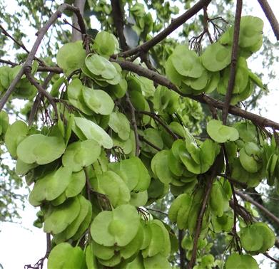 Holoptelea integrifolia